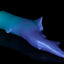 Fantasy shark-inspired silicone stroker in a gradient of teal to purple, featuring subtle ridges, twin pelvic fins framing the entrance, and a long, pointed tail, displayed on a black background.
